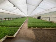 Собственники бизнеса по выращиванию тюльпанов скрыли миллионы рублей выручки Собственники бизнеса по выращиванию тюльпанов скрыли миллионы рублей выручки