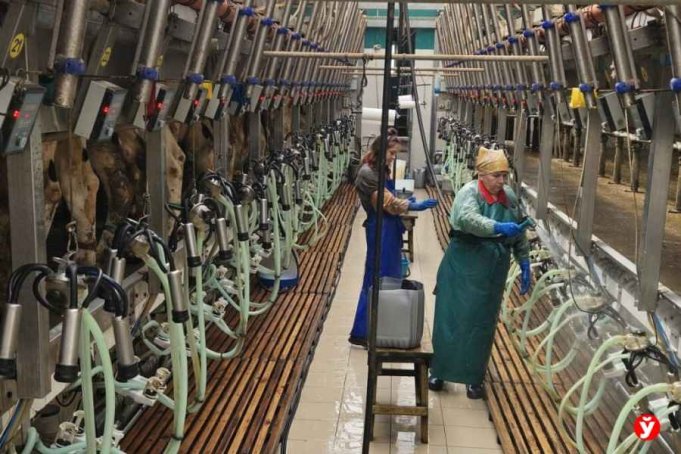 Как руководитель вдохнула жизнь в «ЯхимовщинаАгро», зарплаты выросли на 158%, а хозяйство стало передовым